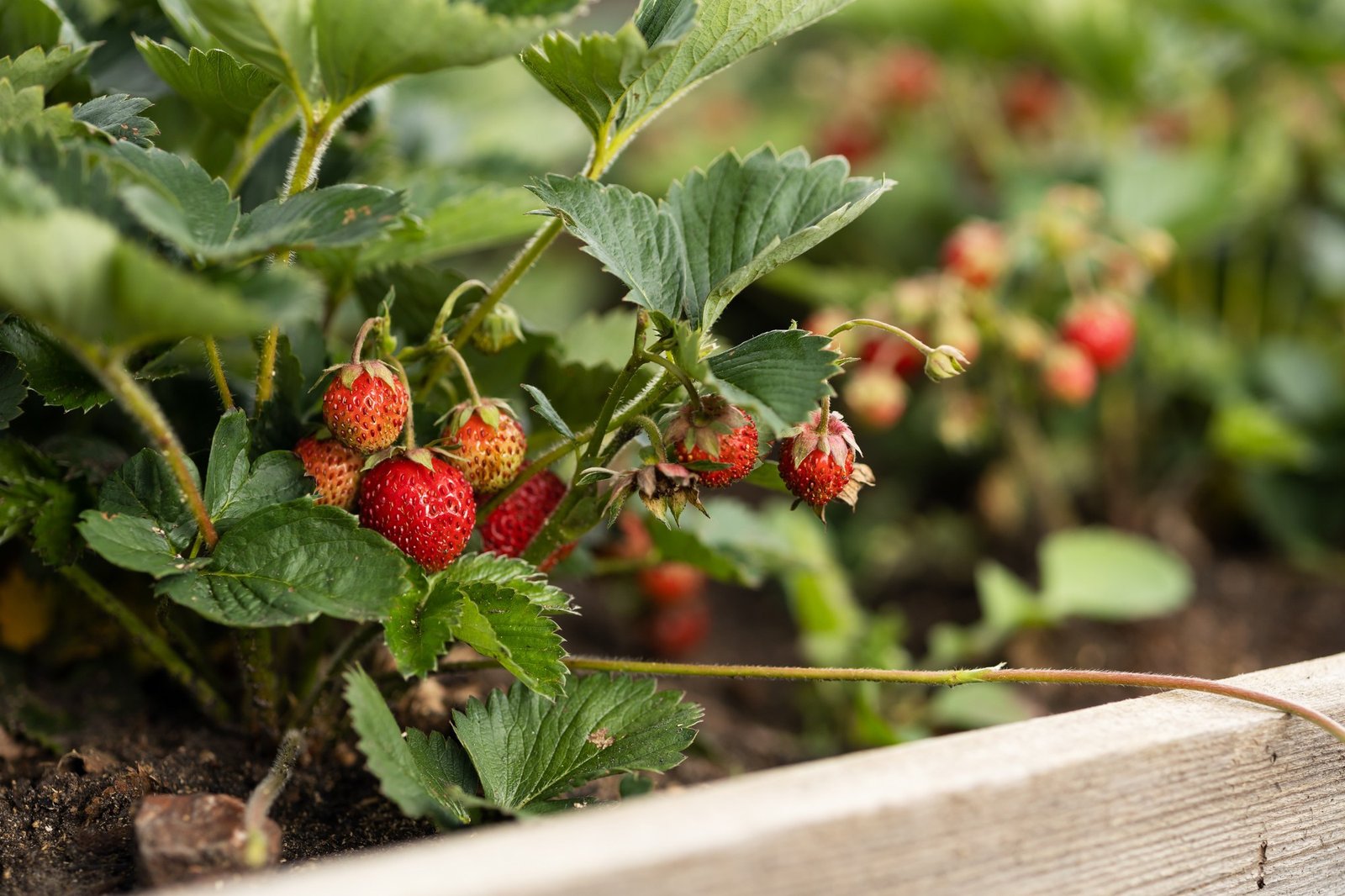Erdbeerpflanzen im Beet vor Schnecken schützen