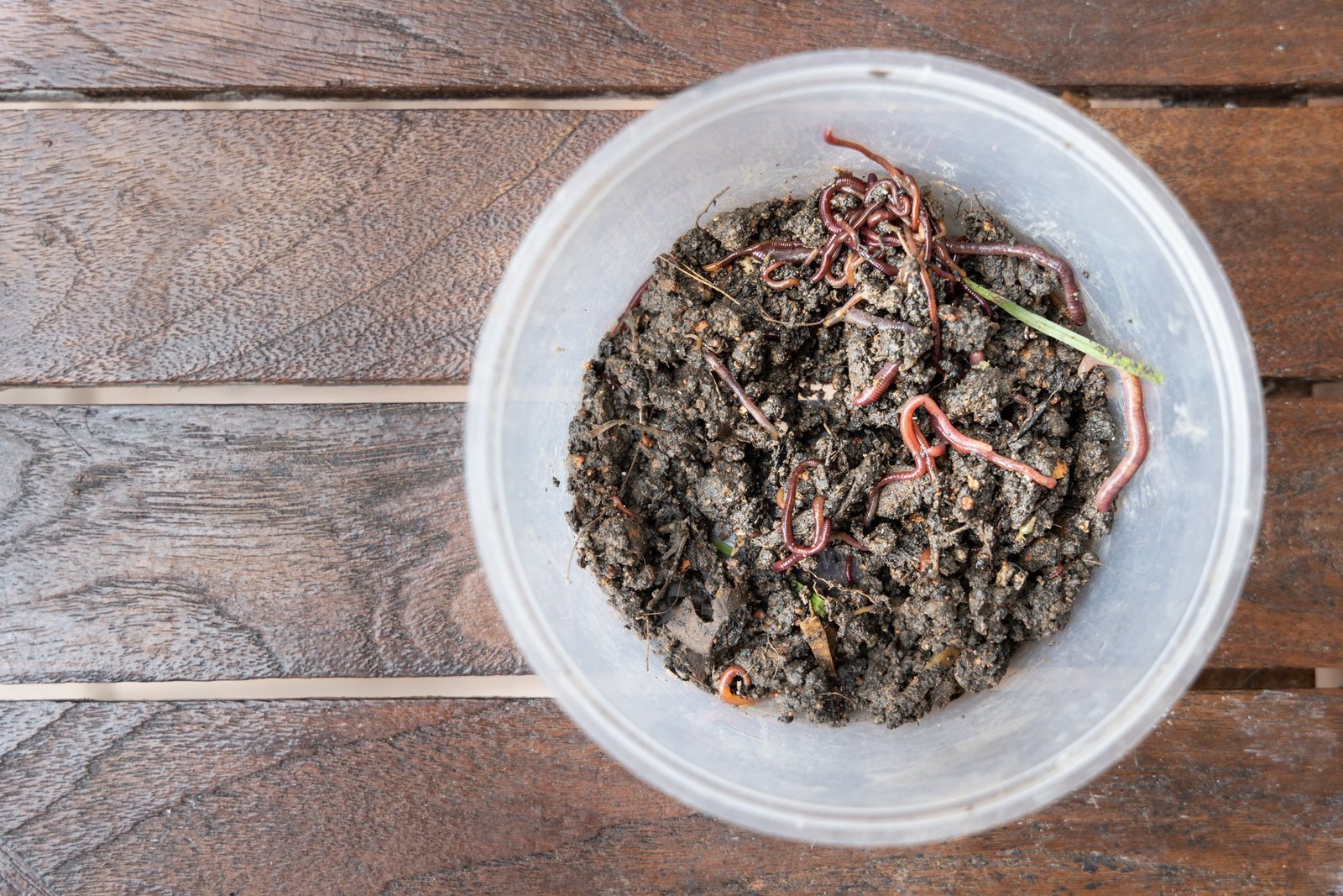 Bodenbehandlung mit Nematoden im Garten