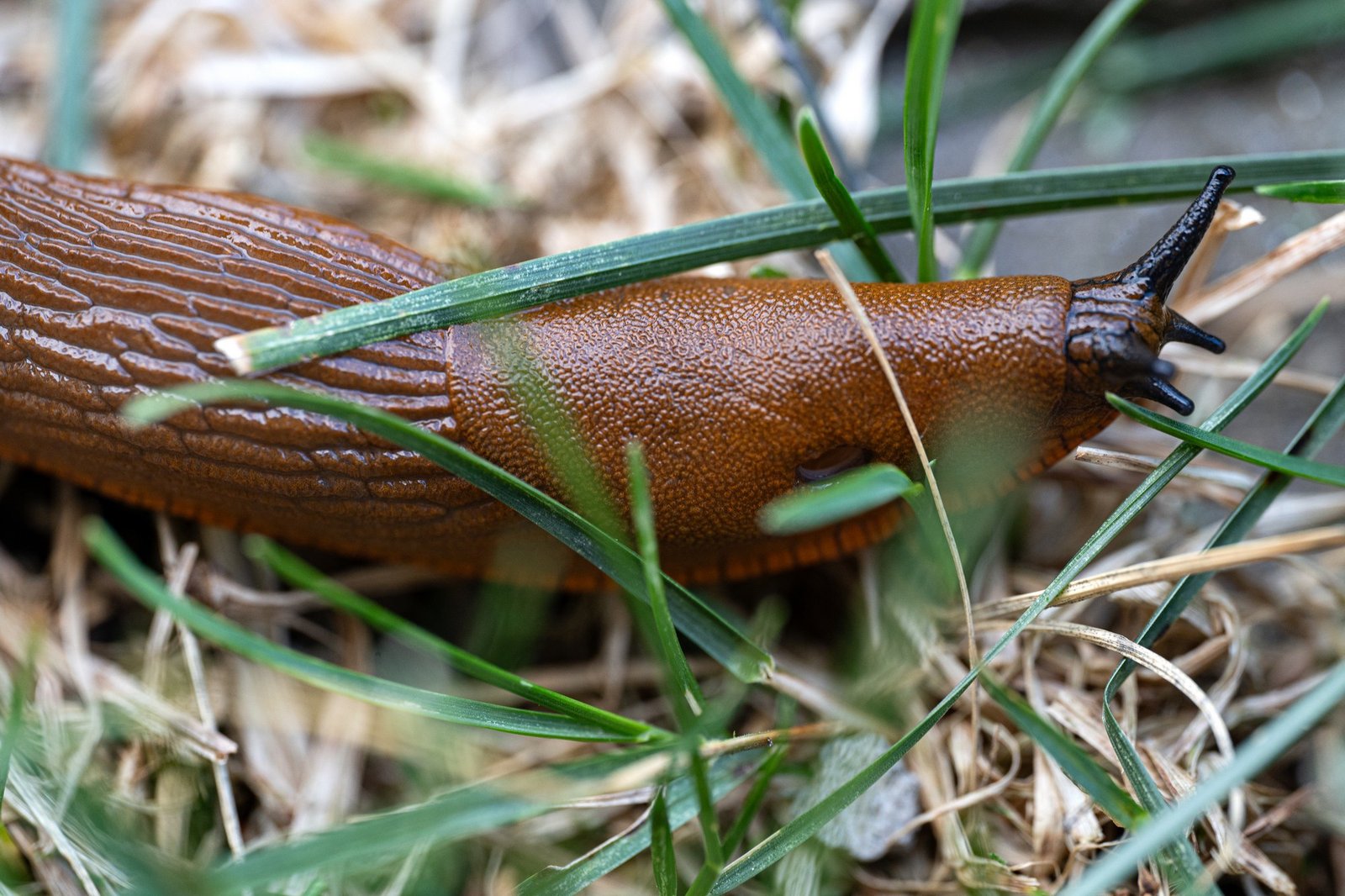 Bierfalle im Garten gegen Schnecken