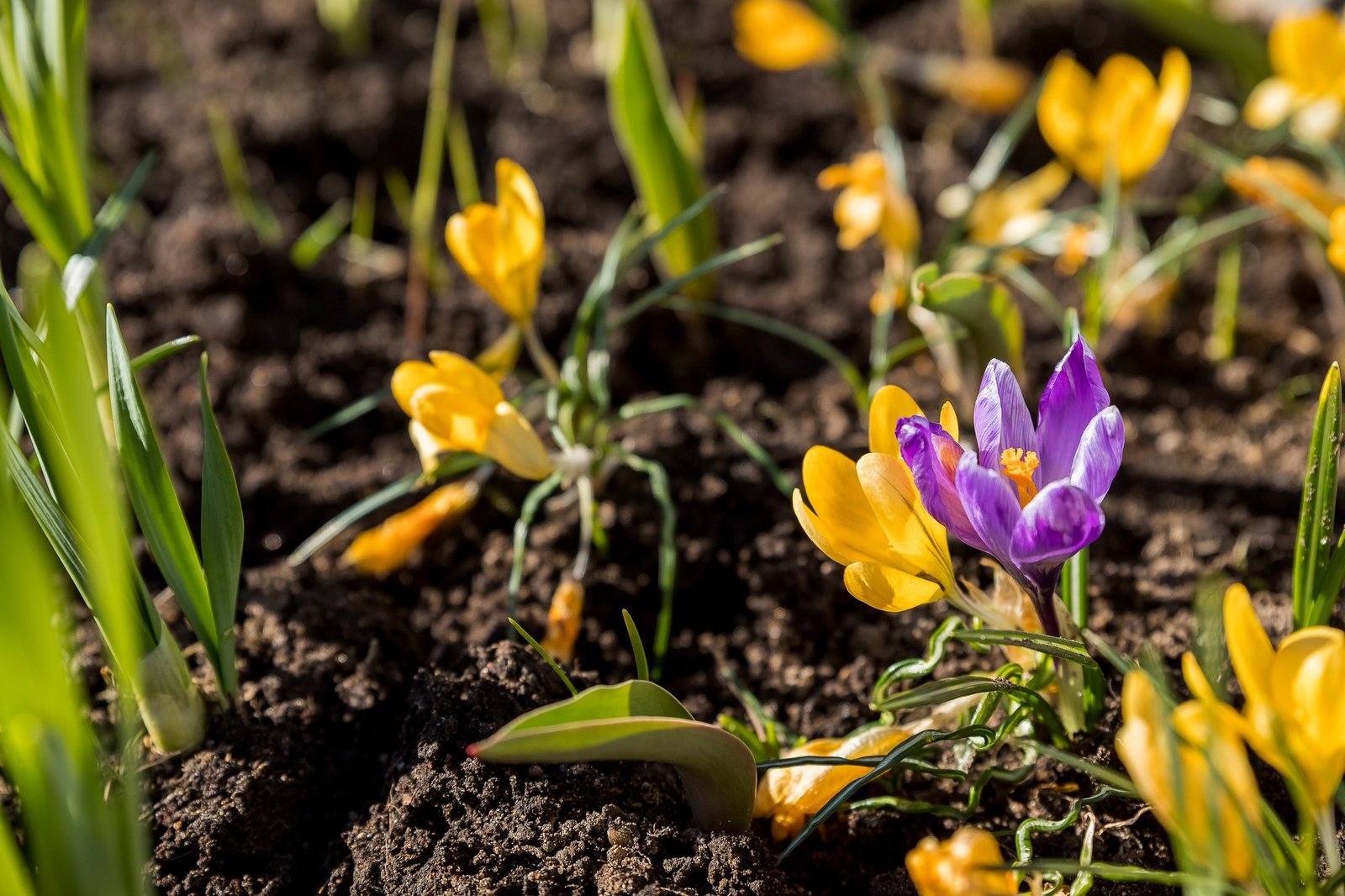 Frühjahrsgarten – die ersten Wochen entscheiden