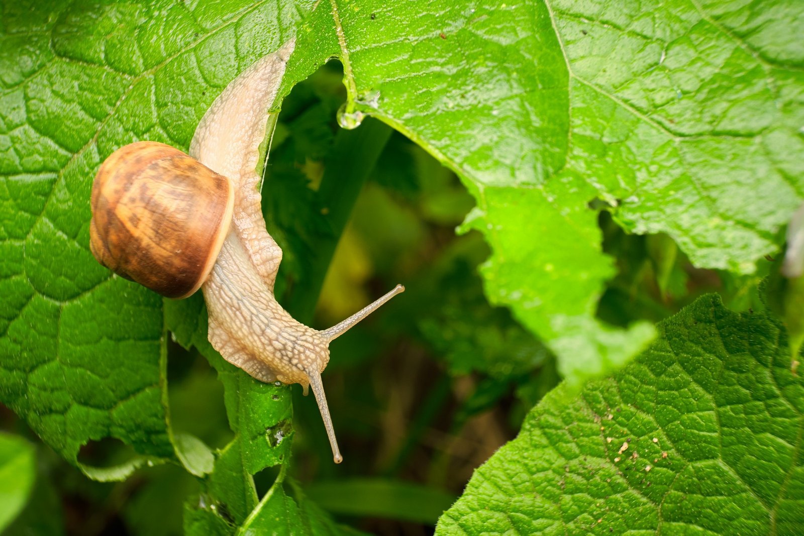Nacktschnecken auf einem Gartenblatt