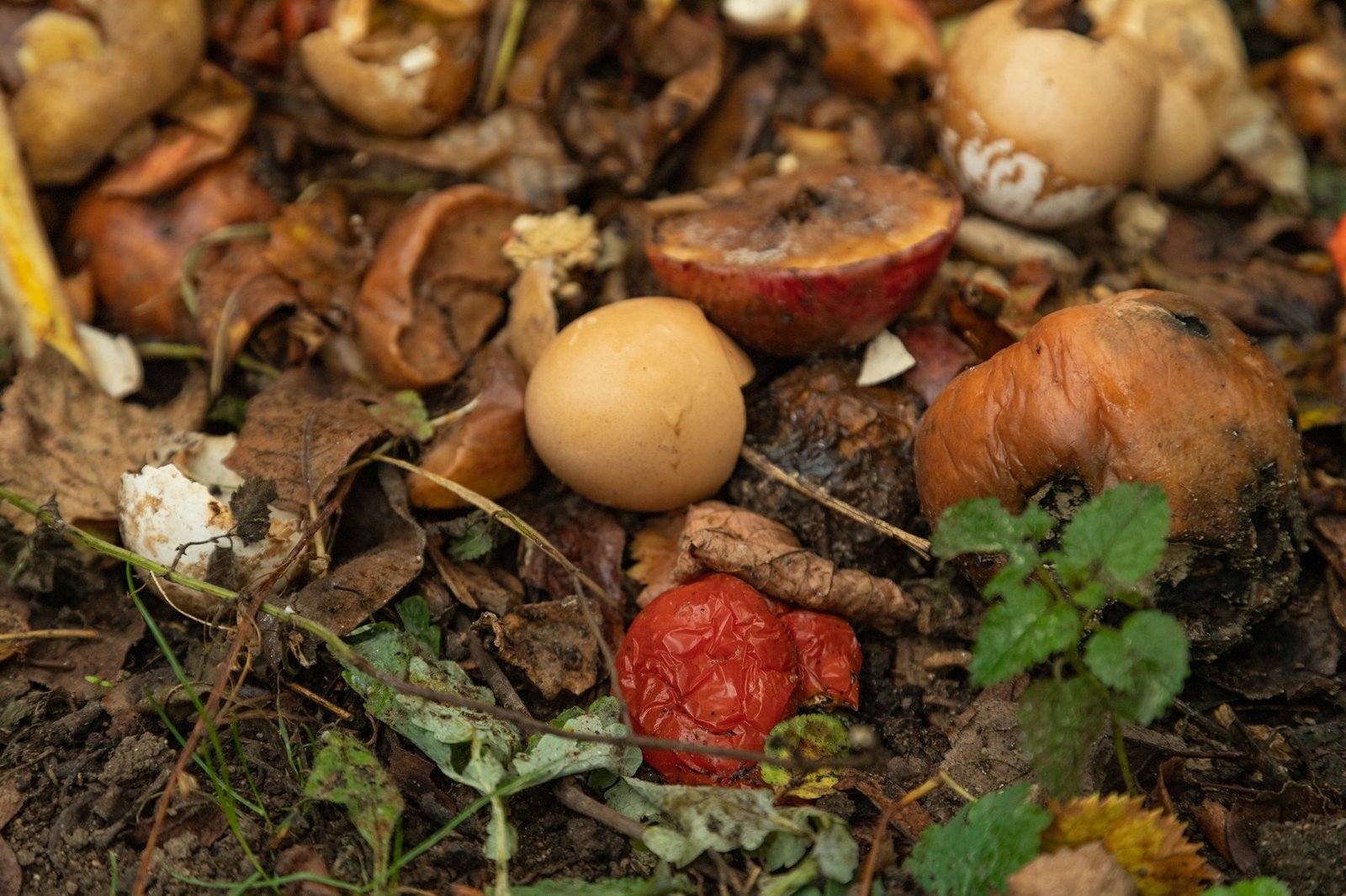 Schnecken auf einem Komposthaufen im Garten