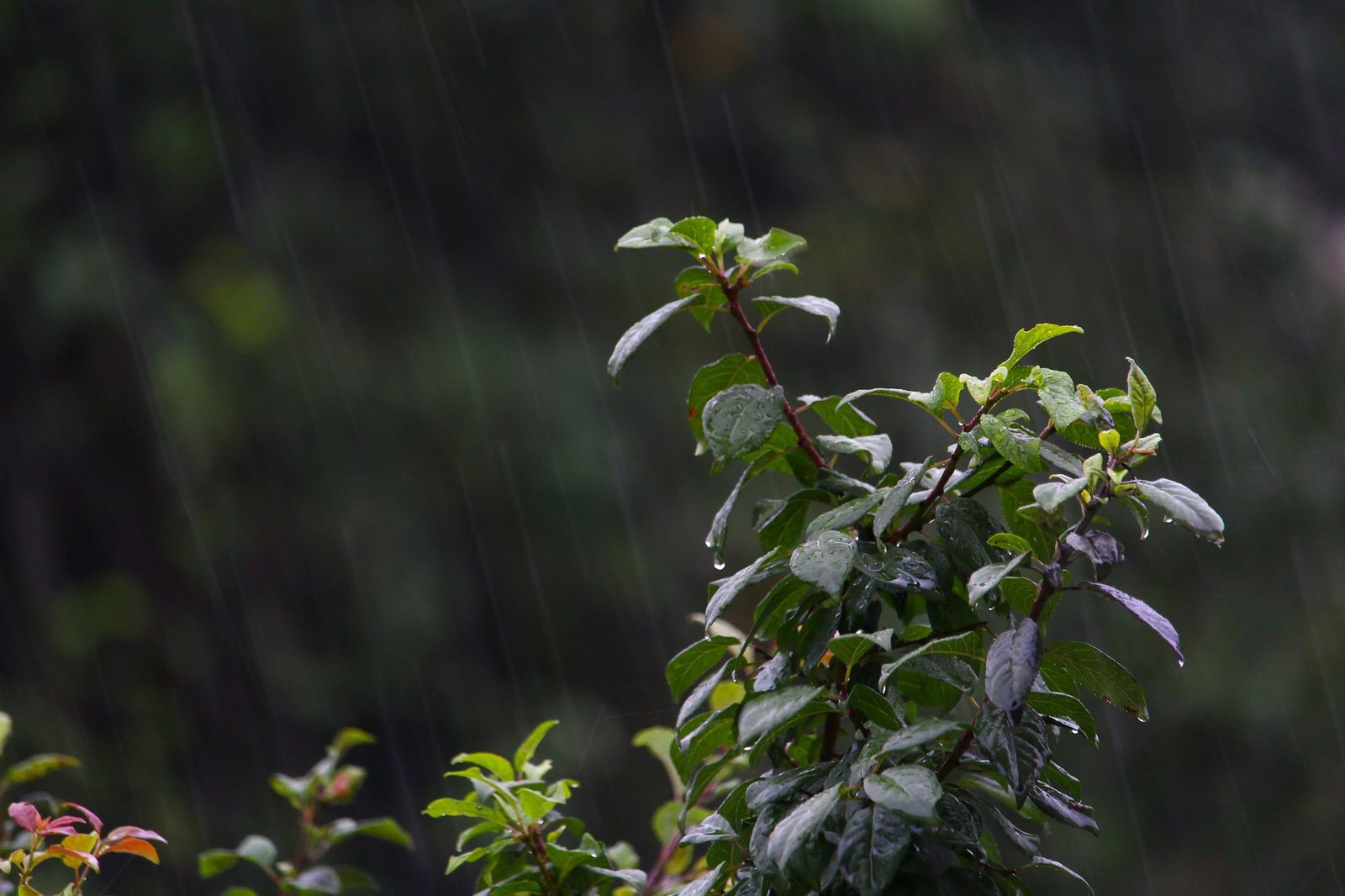 Nasser Garten nach einem Regenschauer