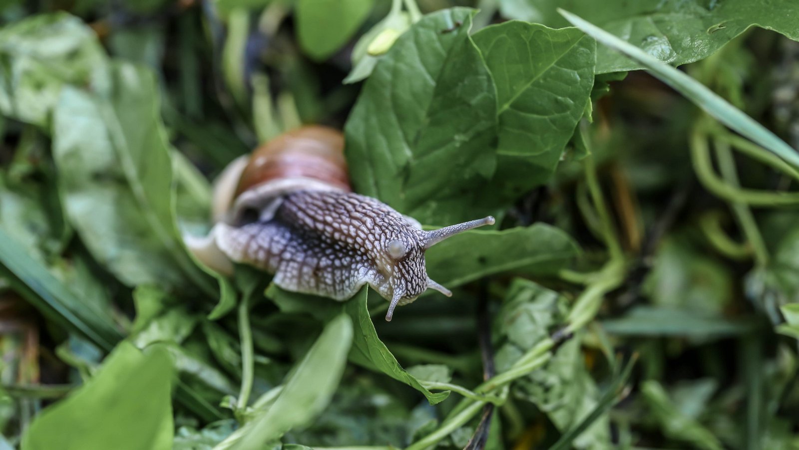 Schnecke auf einem Gemüsebeet