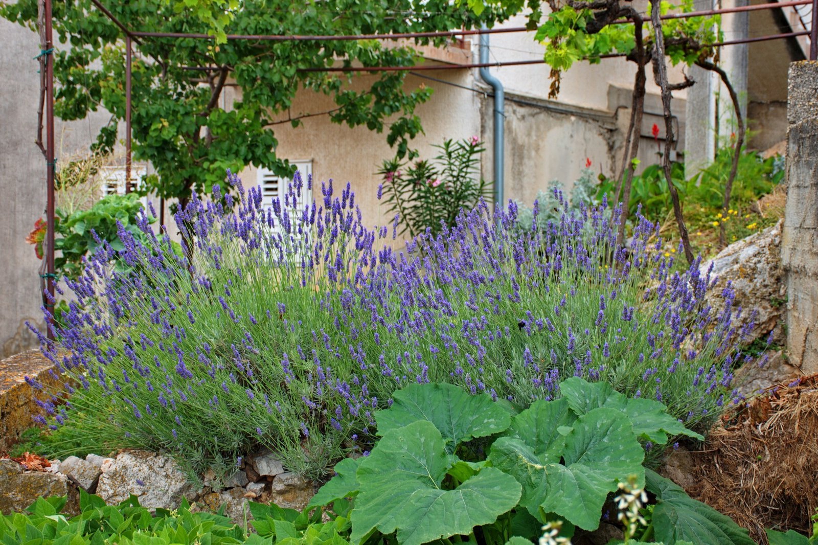 Lavendel und Rosmarin als natürlicher Schneckenschutz