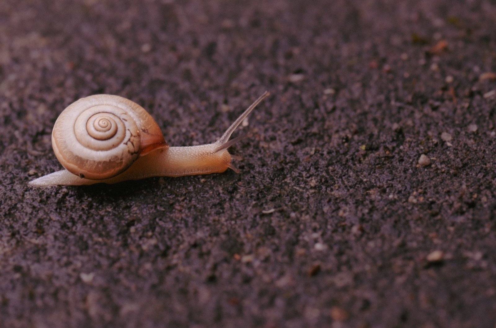 Schnecke auf einem Gartenweg in der Dämmerung