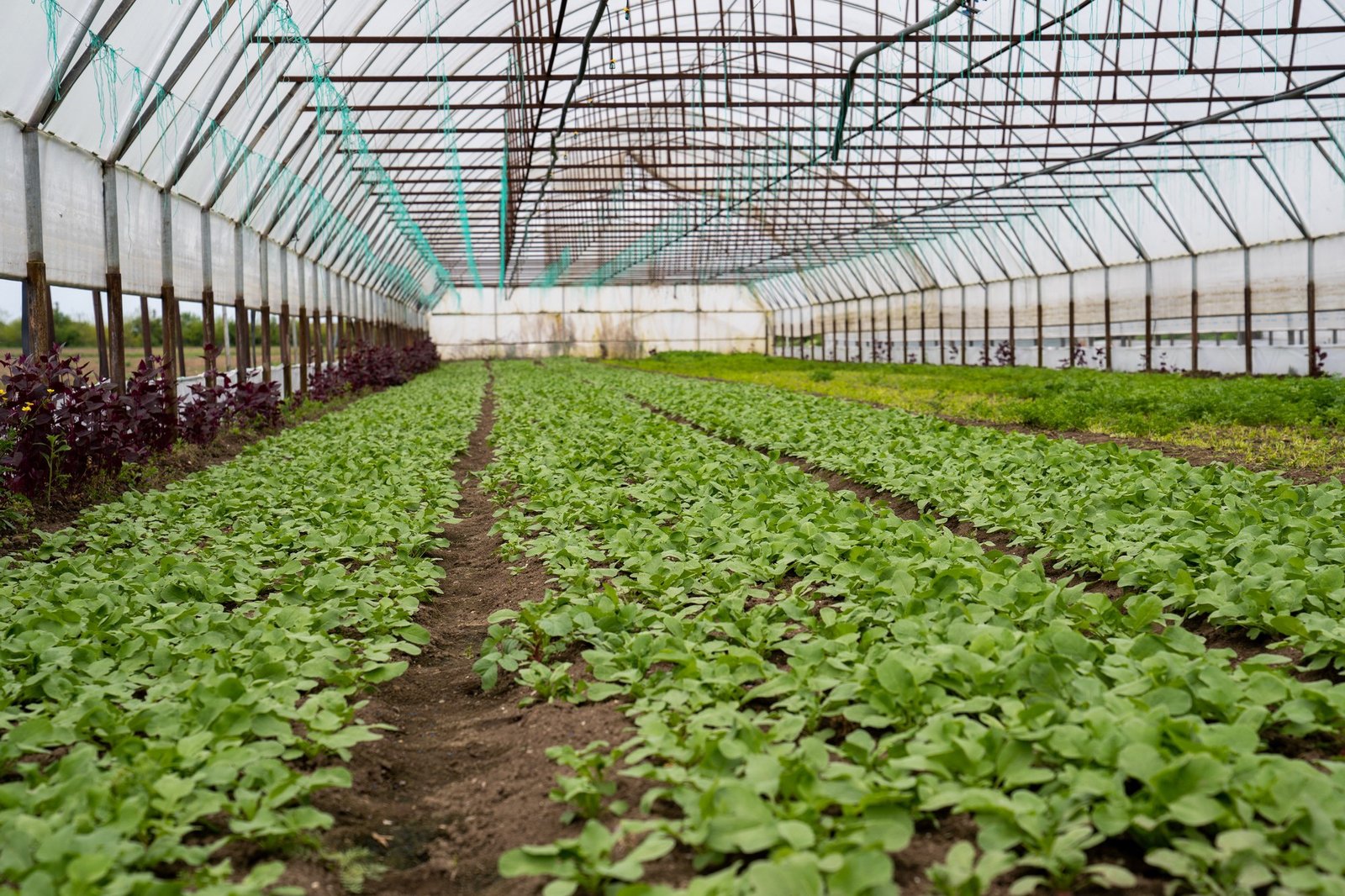 Tomaten und Gemüse im Gewächshaus schützen